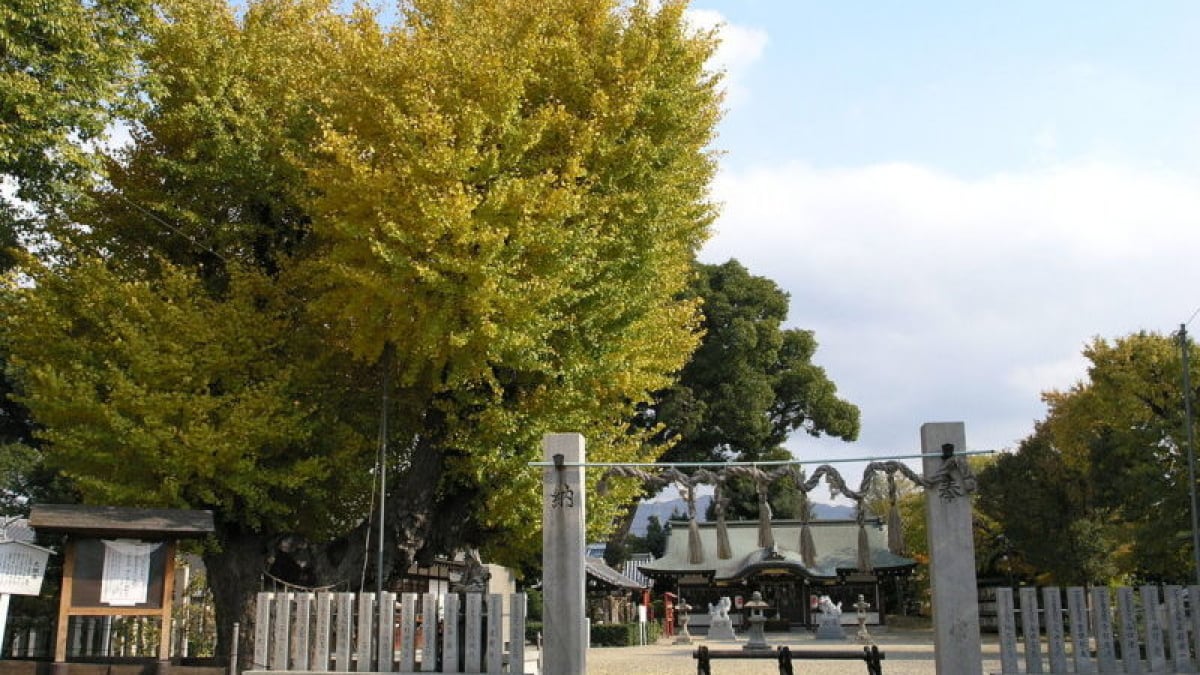 Stroll Through Historic Streets! 7 Recommended Sightseeing Spots in Yao City, Osaka