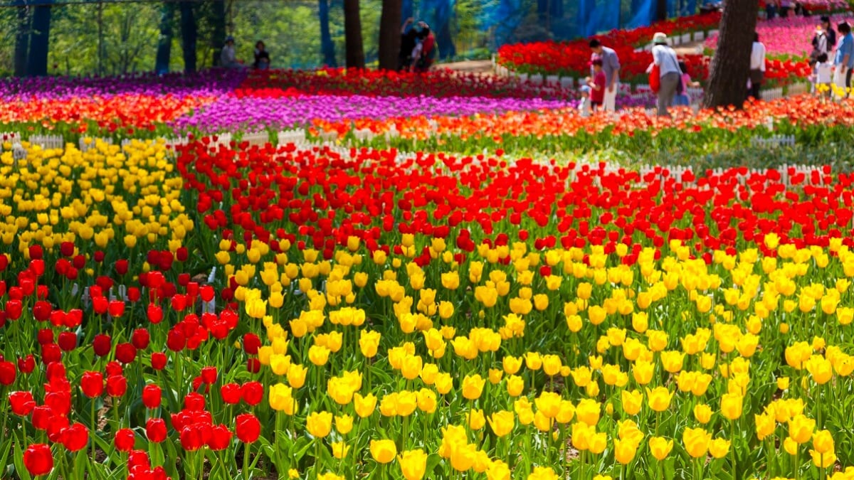 5 Recommended Tourist Spots in Karumai Town, Iwate Prefecture – Enjoy Nature!