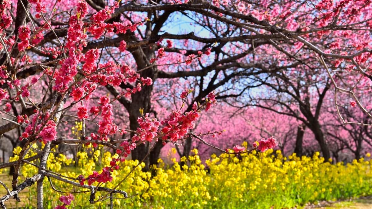 Discover History and Local Specialties! 6 Recommended Tourist Attractions in Koga City