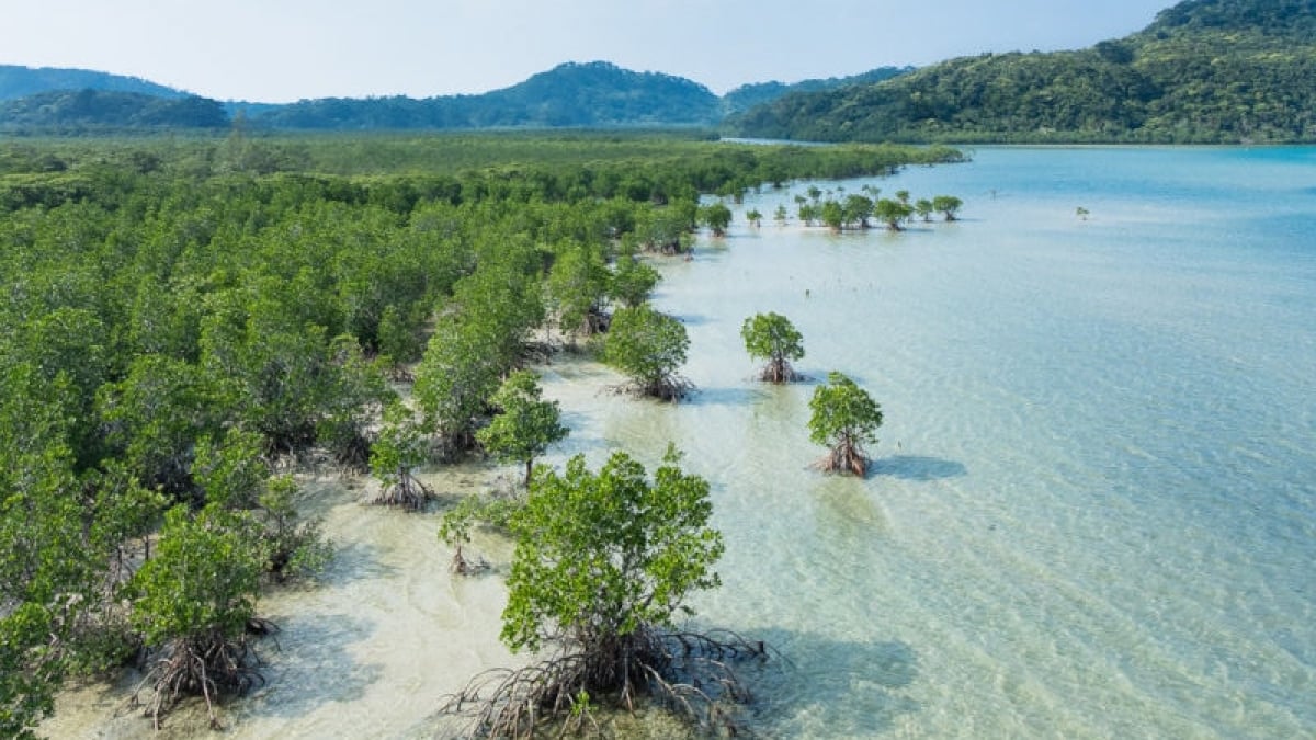 What Are the Famous Spots and Dishes on Iriomote Island? 4 Recommended Iriomote Island Specialties