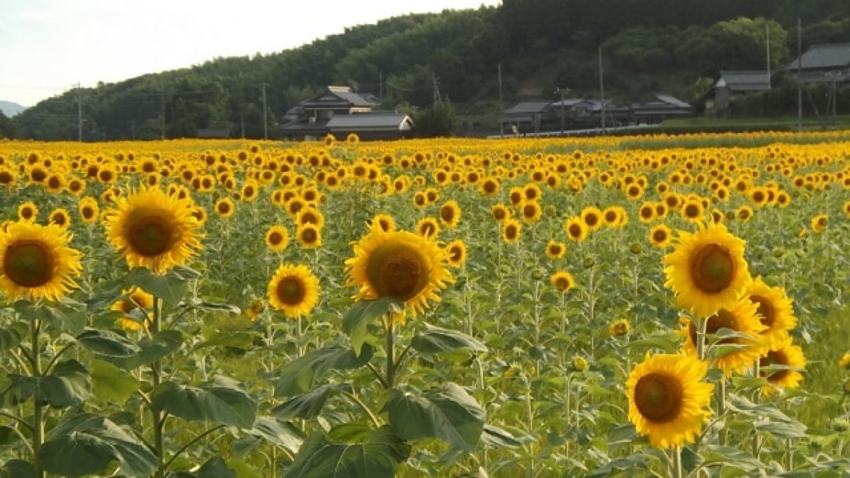 Introducing 9 recommended tourist spots in Manno Town, Kagawa Prefecture, making the most of nature and water sources