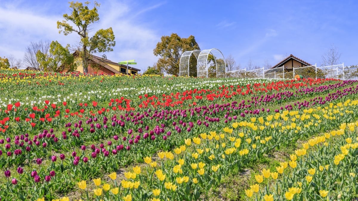 4 Must-Visit Tourist Spots Packed with the Charms of Sakai City, Osaka!