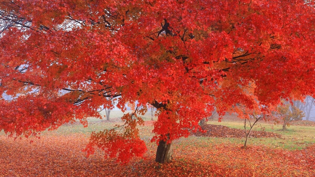 6 must-see tourist spots in Kitakami, Iwate Prefecture