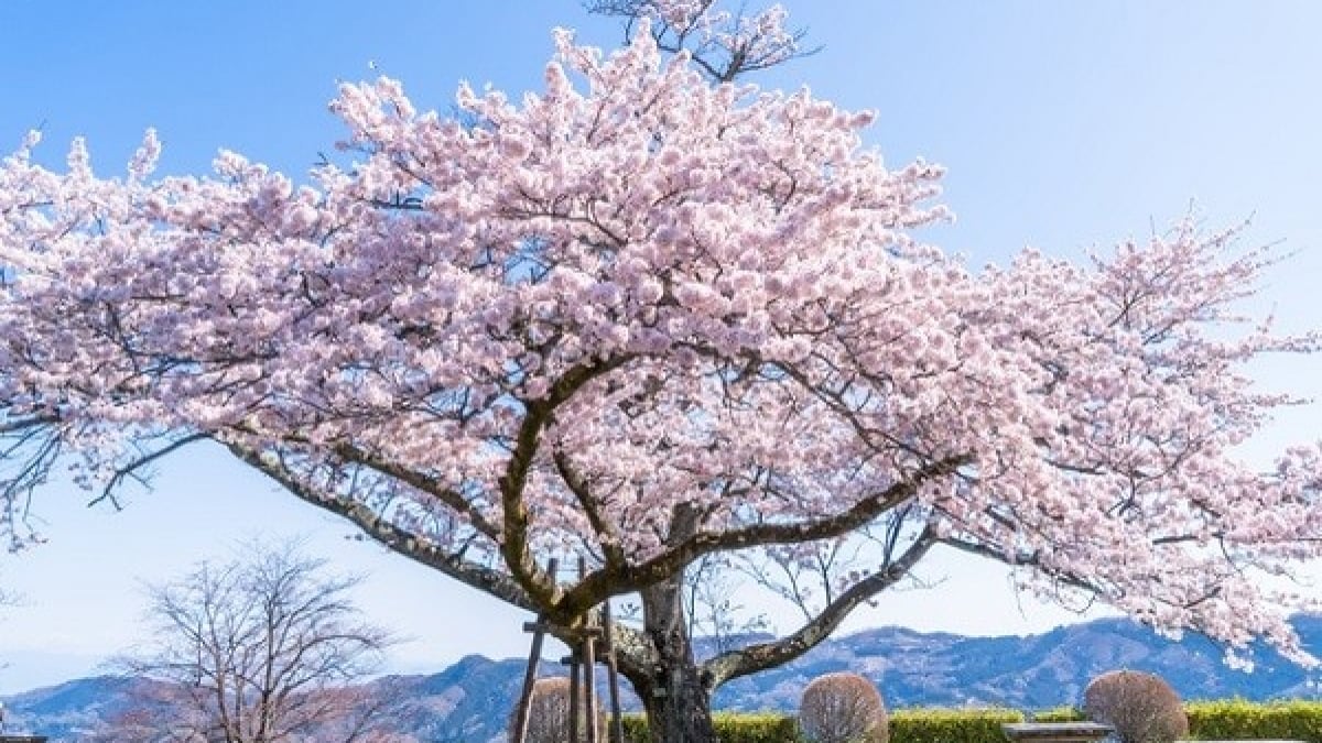 11 Must-See Tourist Spots in Minano Town, Saitama Prefecture You Can’t Talk About Chichibu and Nagatoro Without Visiting Here!
