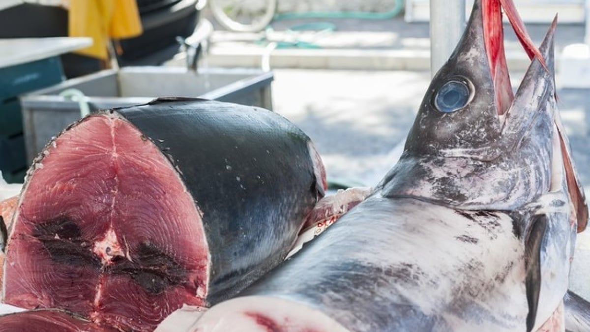 Don’t Miss Out! Top 5 Must-Try Food Spots in Yonaguni Island