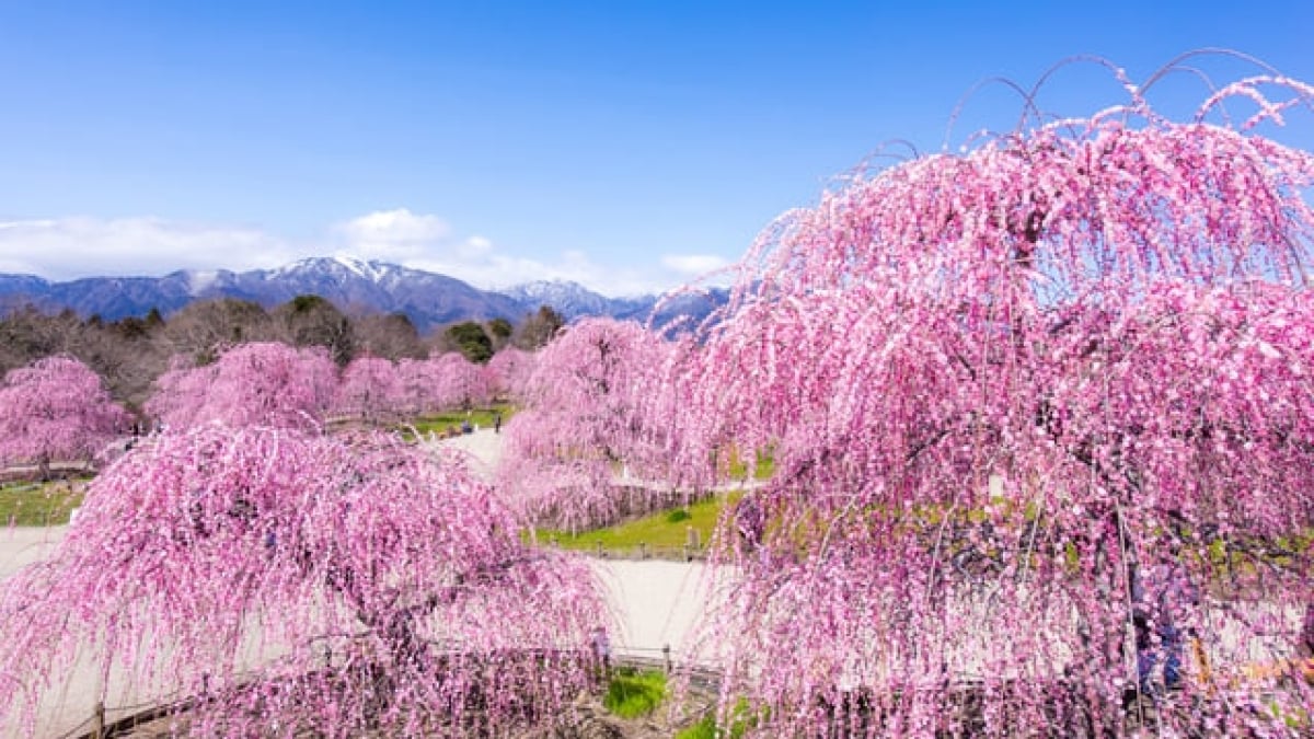 9 Must-Visit Tourist Attractions in Suzuka – Discover More Than Just the Famous Circuit!