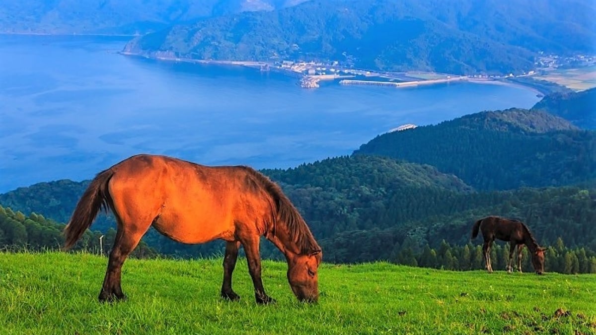 5 Recommended Tourist Spots at Toi Cape, Miyazaki – Encounter Wild Horses Against the Ocean Backdrop