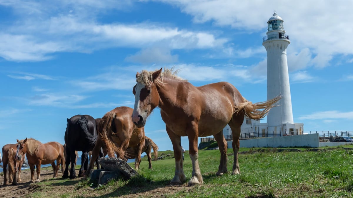 A Journey Through Honshū’s Northernmost Land: 7 Recommended Tourist Spots in the Shimokita Peninsula