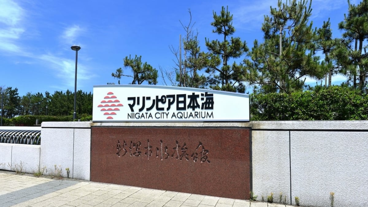 Japan Sea’s Largest Aquarium! Recommended Spots at Marinepia Nihonkai