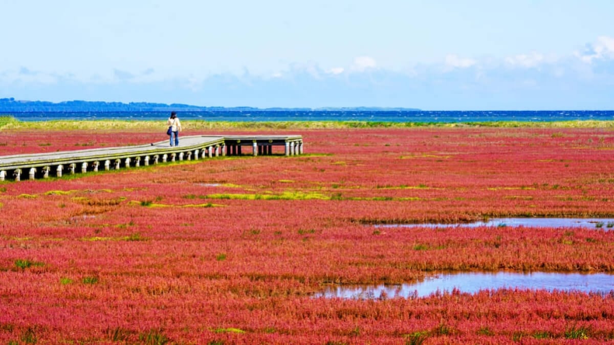 Notoro Lake: Access, Nearby Attractions & Japan’s Largest Coral Grass Colony!