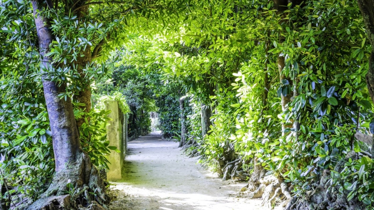 Stroll Through Okinawa’s Fukugi Tree-Lined Path! An Impressive Spot Welcoming You with 20,000 Fukugi Trees