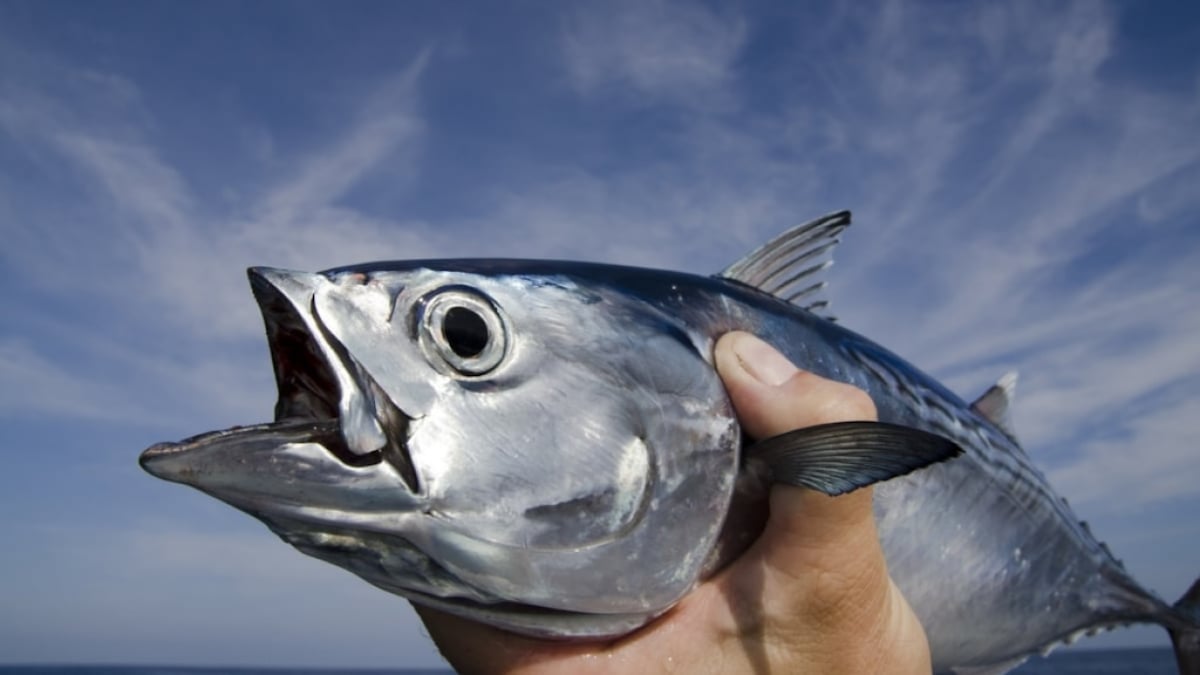 Fisherman’s Wharf Shirahama | A Place to Enjoy the Bounty of the Sea of Nanki Shirahama with All Your Senses