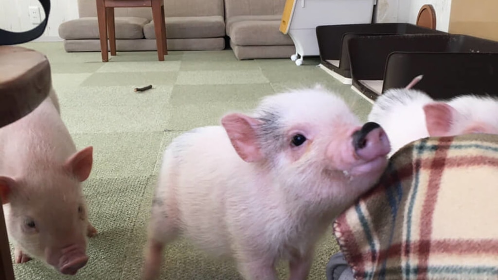 [Meguro/Harajuku/Osaka] Japan’s First! Interact with Micro Pigs at ...