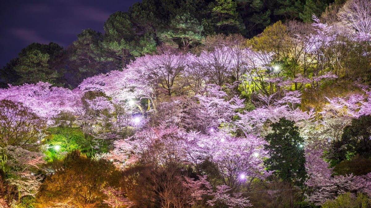 7 Recommended Tourist Spots to Fully Enjoy the Charm of Kawachinagano