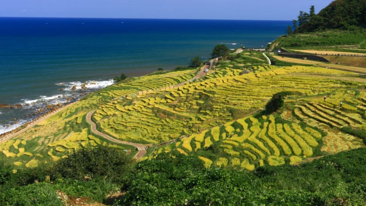The Many Faces of Shirokome Senmaida’s Charm|Recommended Scenic Spot in Noto (Wajima, Ishikawa)