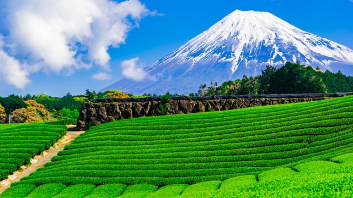 40 recommended sightseeing spots in Shizuoka! From Izu’s hot springs in the East to hidden gems in Hamamatsu in the West