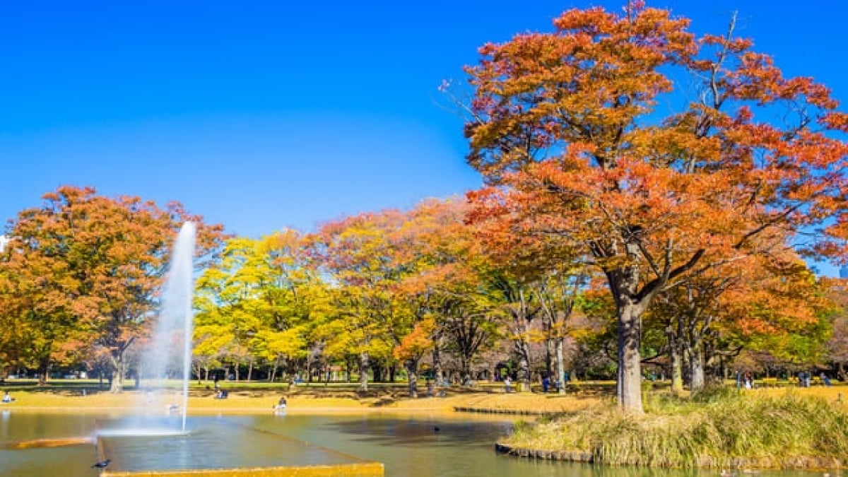 What’s the Appeal of Yoyogi, Where You Can Fully Enjoy Urban Nature? 5 Must-See Tourist Spots
