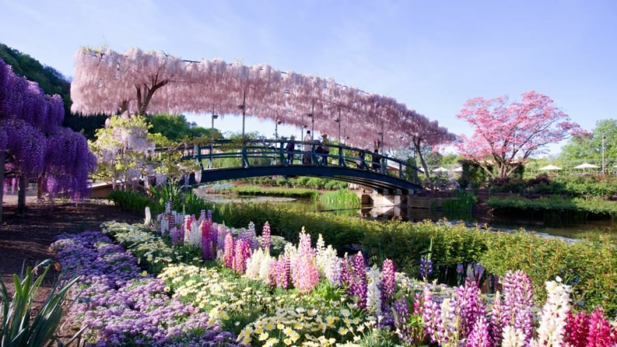 What Makes Ashikaga Flower Park So Special? A Treasure Trove of Photo-Worthy Spots!