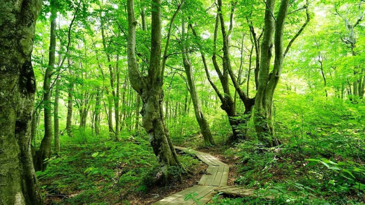 Let’s Explore the Breathtaking Views Nurtured by Tohoku’s Pristine Nature! 6 Must-See Scenic Spots in Akita Prefecture