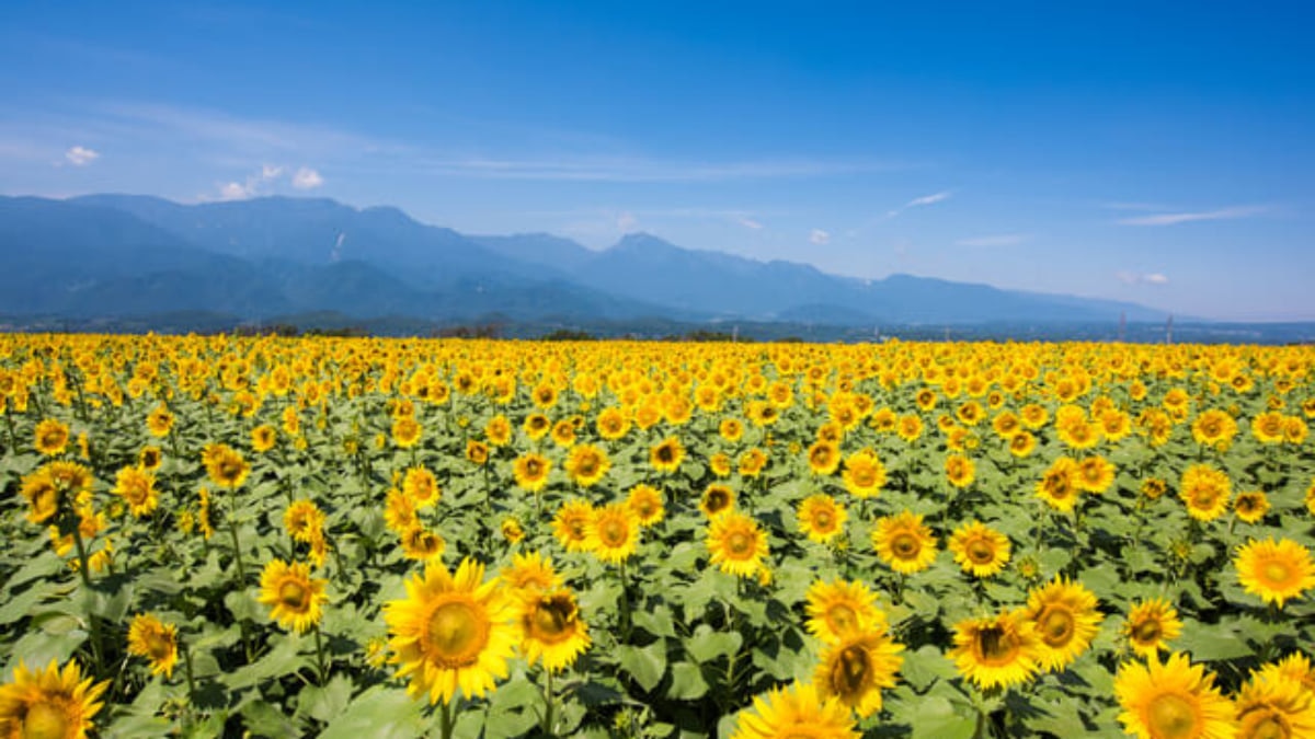 Enjoy Nature, Art, and Outlets! 10 Must-Visit Tourist Spots in Hokuto City, Yatsugatake