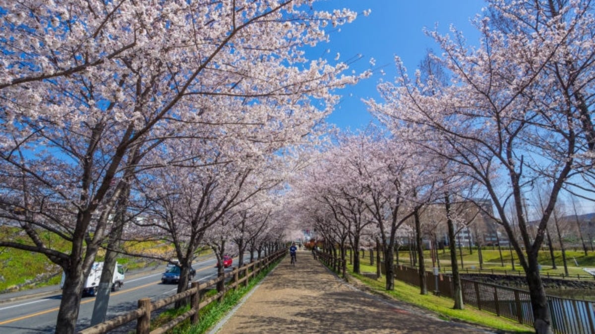 4 Nature-Filled Tourist Spots in Neyagawa City, Where Water and Greenery Coexist
