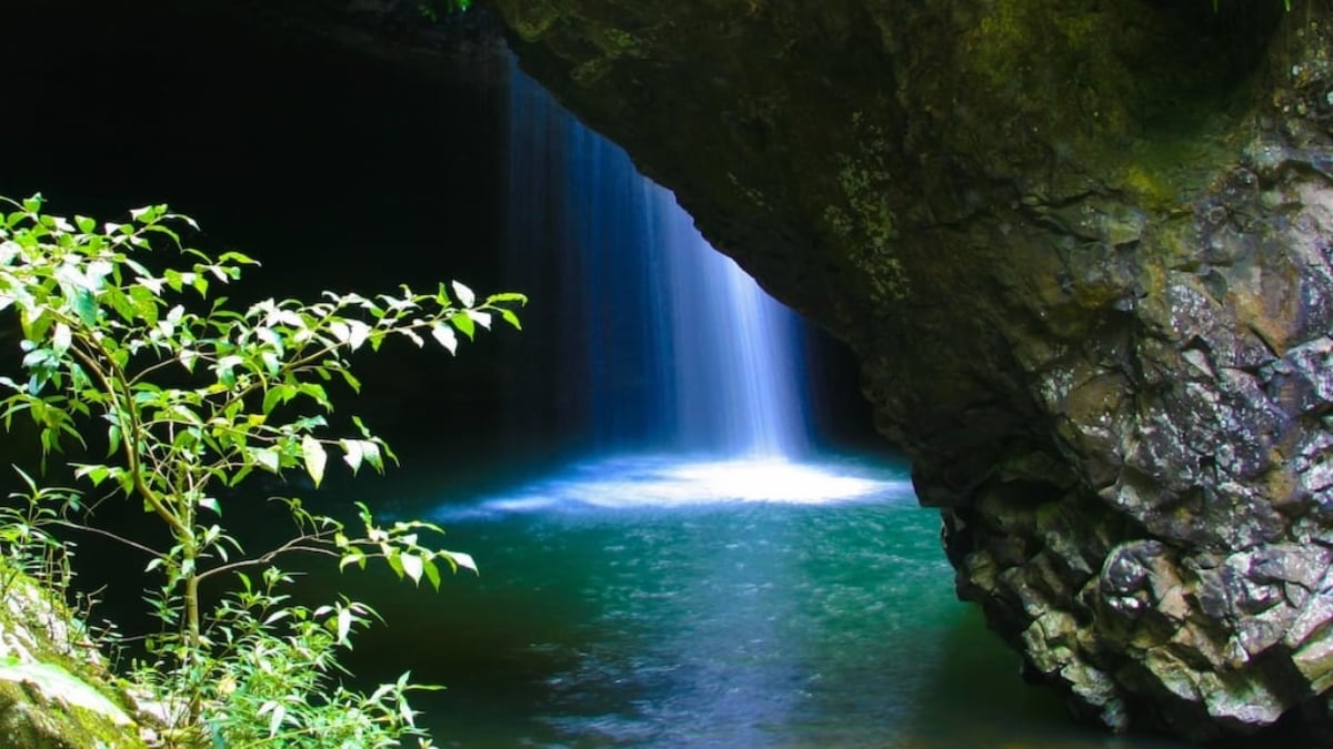Complete Sightseeing Guide to Springbrook National Park: How to Enjoy Scenic Views and Nature on Foot