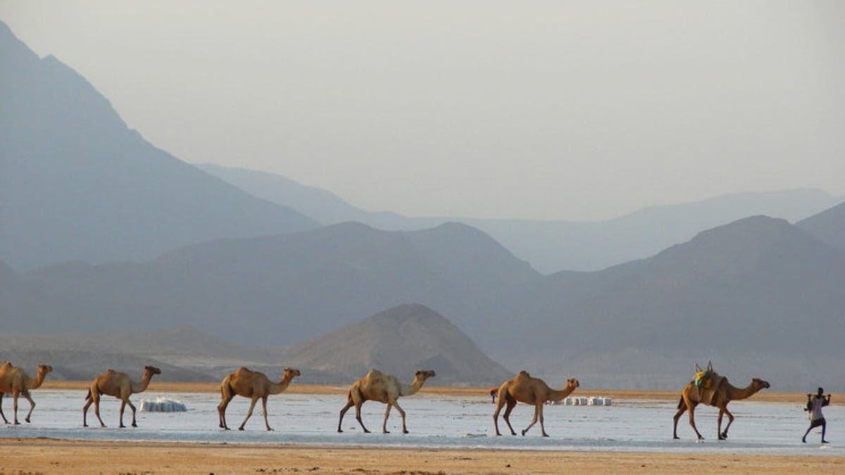 If you’re stumped for souvenirs, try these! 4 souvenir picks from Djibouti!