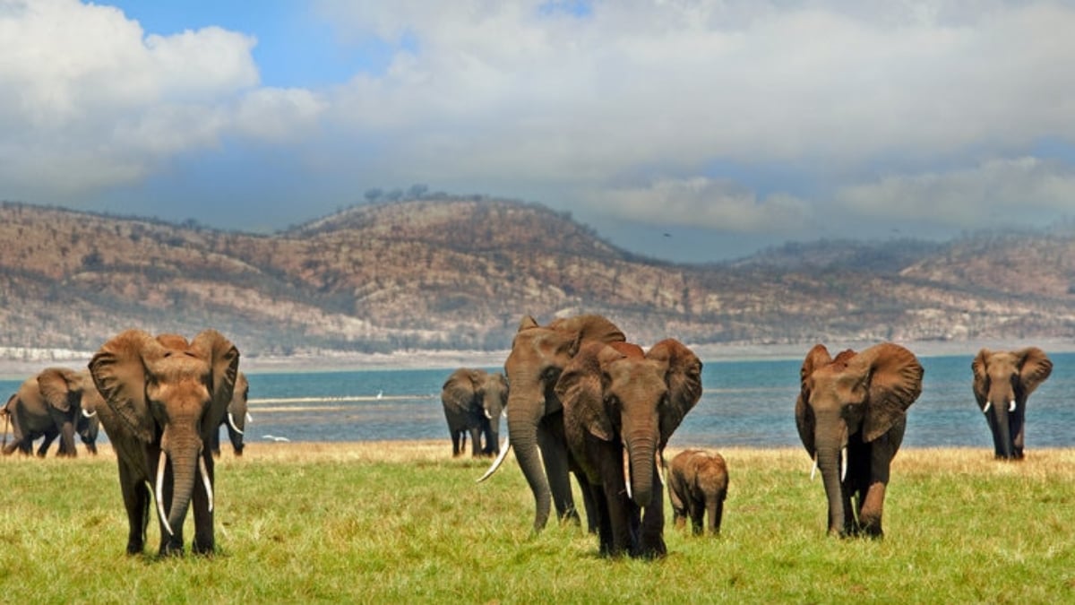 Let’s buy souvenirs in Zimbabwe! Introducing world-famous items!