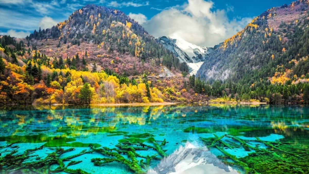 【World Heritage】What is Jiuzhaigou?｜Introducing a mysterious world woven by forests and lakes!