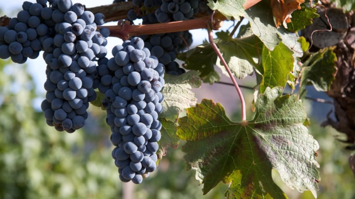 The central city of Oregon Wine Country! 5 must-visit tourist spots in Medford