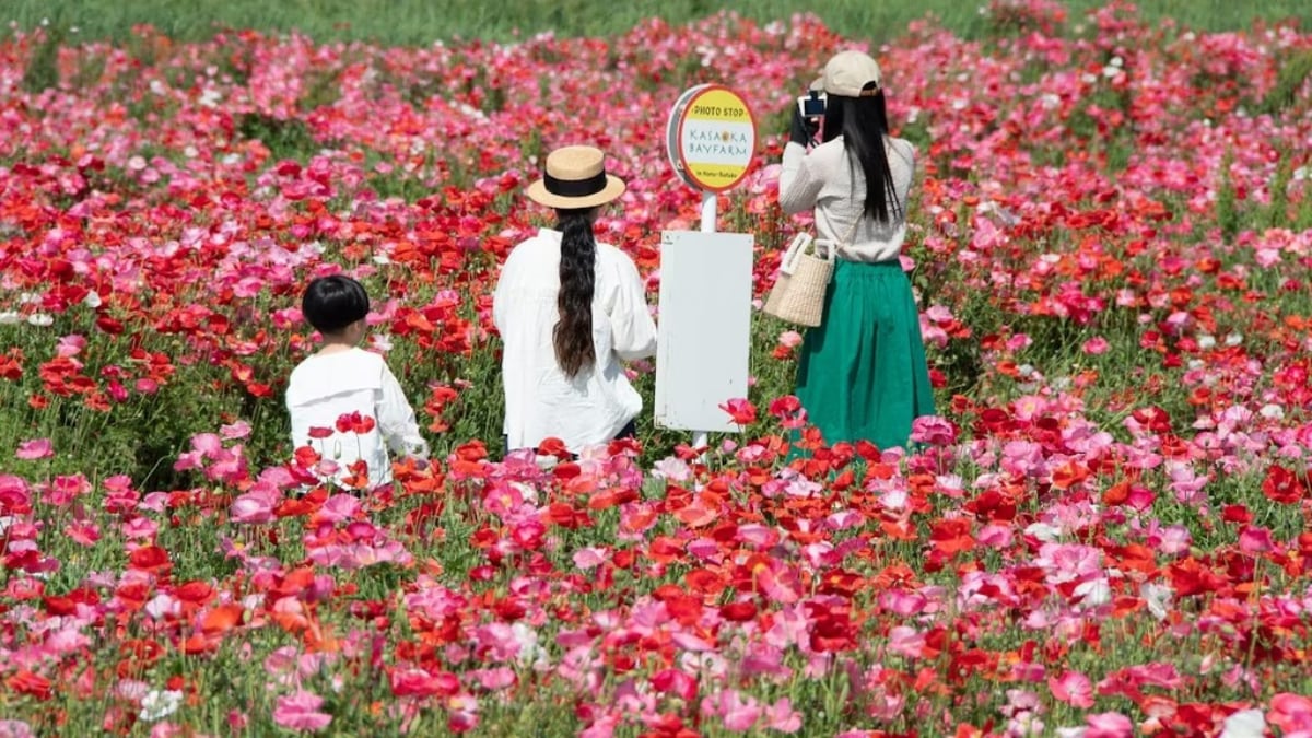 Top 6 Tourist Attractions in Kasaoka City, Okayama – A Journey Through Flowers and Horseshoe Crabs