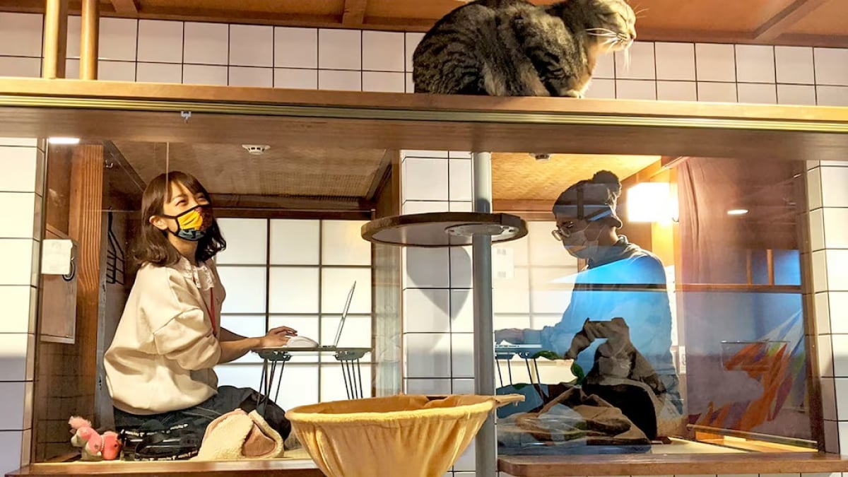 Telework with Cats! The “Nekohatago Work” is born—a service that lets you work in a fully private room with cats!