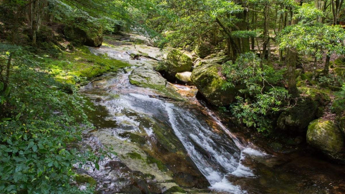 A Treasure Trove of Nature! Introducing 4 Must-See Tourist Spots in Kihoku Town, Kitauwa District, Ehime Prefecture