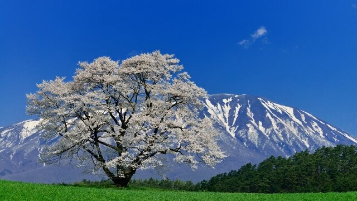 Let’s go to Koiwai When visiting Shizukuishi! 5 recommended tourist spots where you can enjoy farm activities