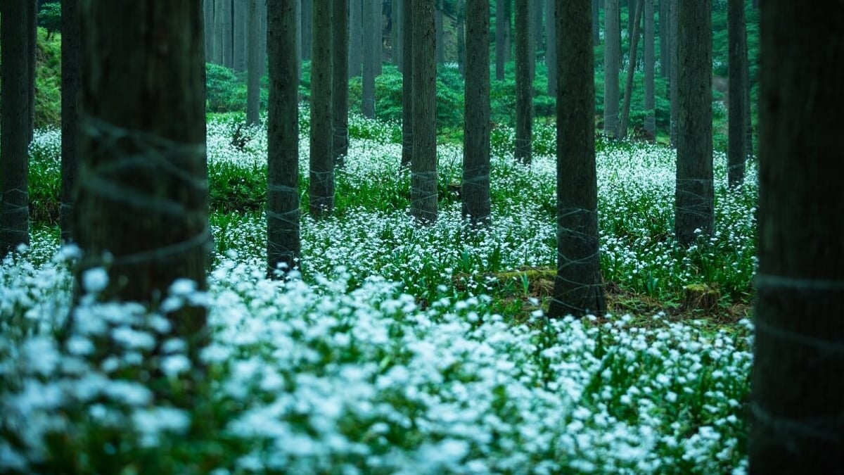 Top 5 Must-Visit Tourist Attractions in Ayabe City, Kyoto – A Town Full of Emotion and Charm