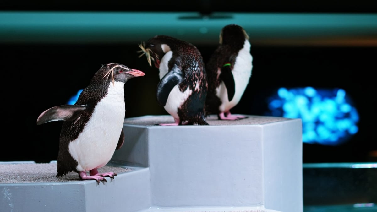 【Sapporo Aquarium】What is AOAO SAPPORO?|Details including admission fees