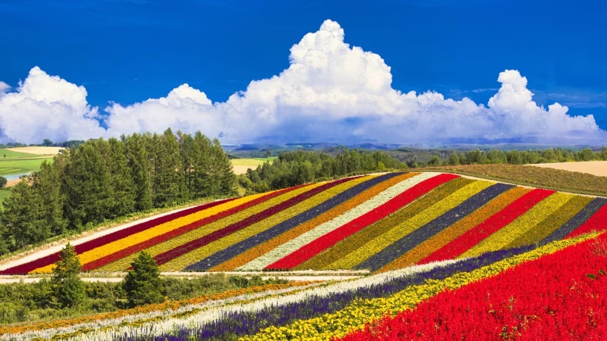 Biei [Panoramic Flower Garden Shikisai no Oka] – A Colorful Stripe Patchwork of Flowers