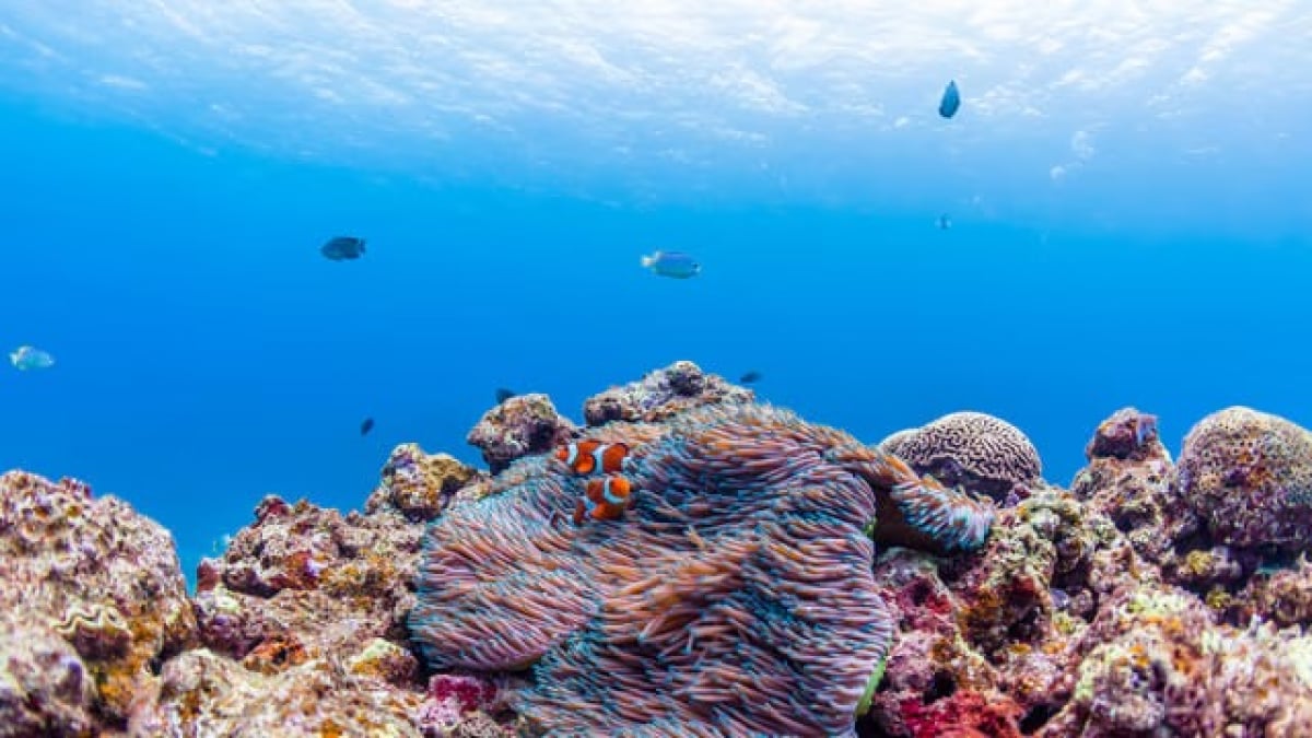 [Zamami Island Sightseeing] 5 recommended spots | A paradise on Earth