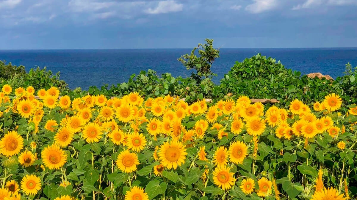 [2021 Edition] 15 Sunflower Fields Across Japan to Visit This Summer!