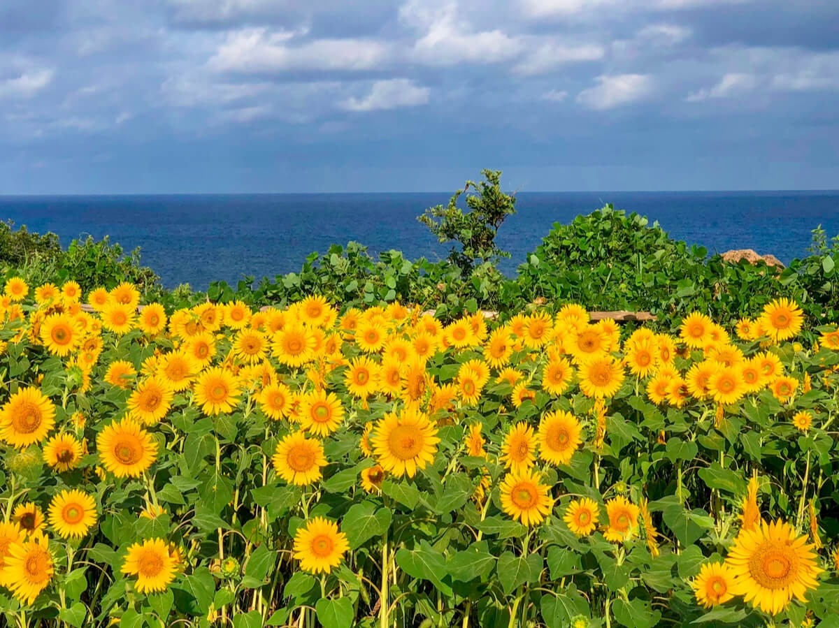 邦楽 Believe In Tomorrow Sunflower's Garden 邦楽 Sunflower's Garden - Believe in tomorrow YOSHIKA