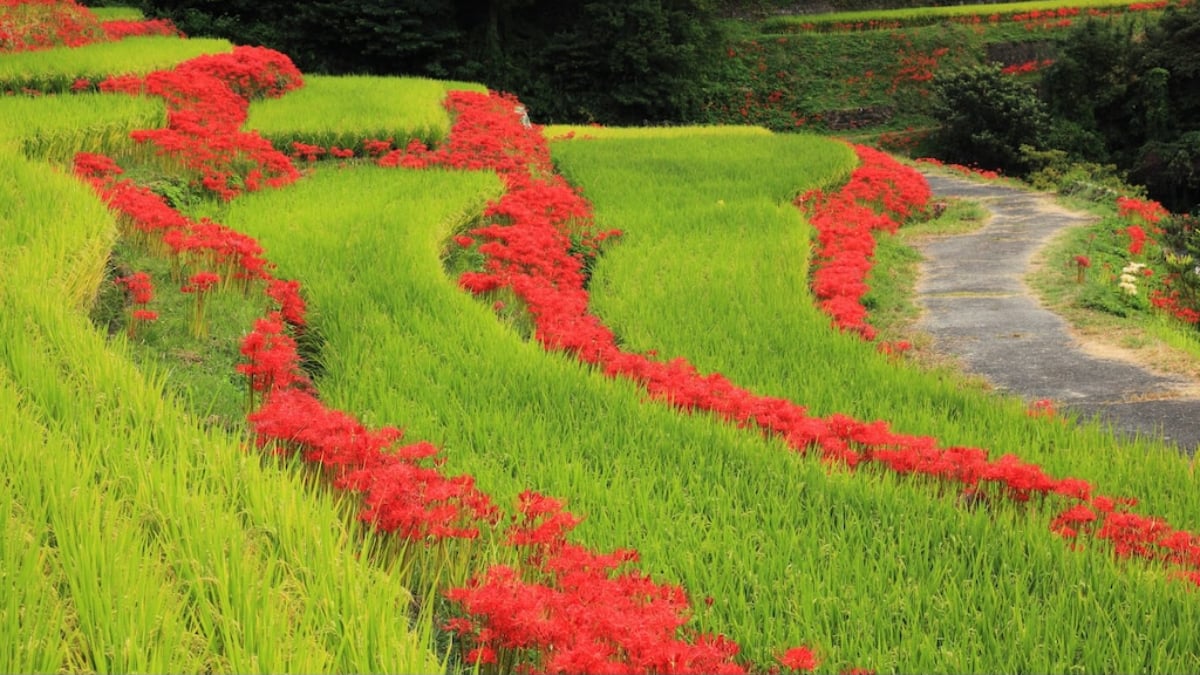 A journey to heal the soul in rich nature. 8 sightseeing spots in Ogi City