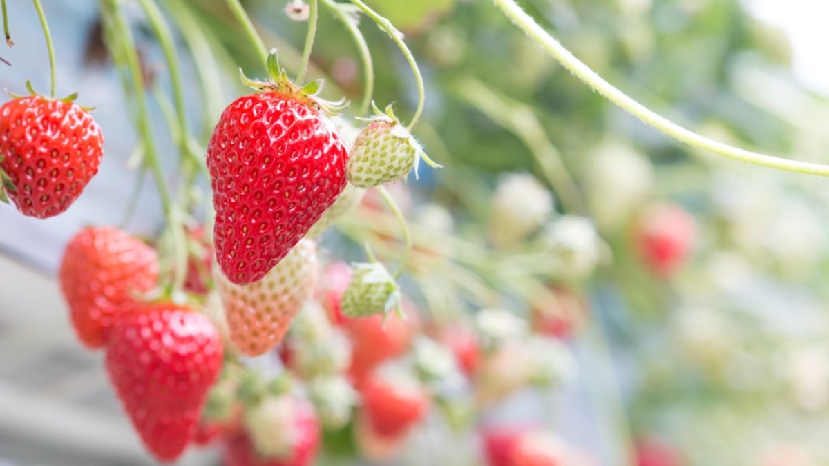 What is Yokohama Strawberry Park? A facility where you can enjoy strawberry picking all year round