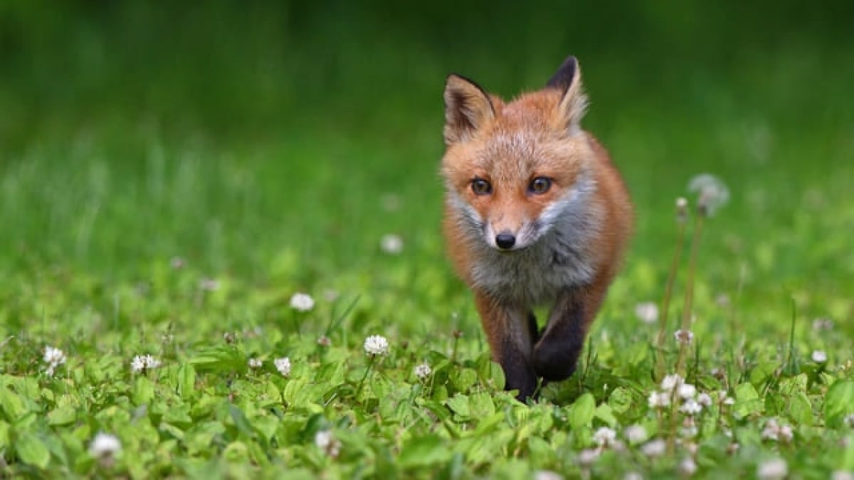 World Heritage Site Shiretoko Peninsula! 11 wild animals living in Japan’s iconic great nature