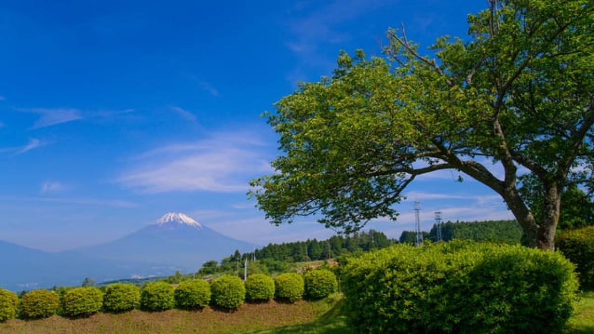 Introducing all of Mishima’s sightseeing spots at once! 38 historical and date spots