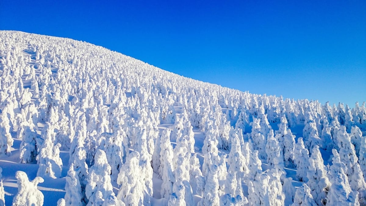 6 recommended tourist spots in Zao Onsen, Yamagata Prefecture|Enjoy frost-covered trees and Autumn leaves too!