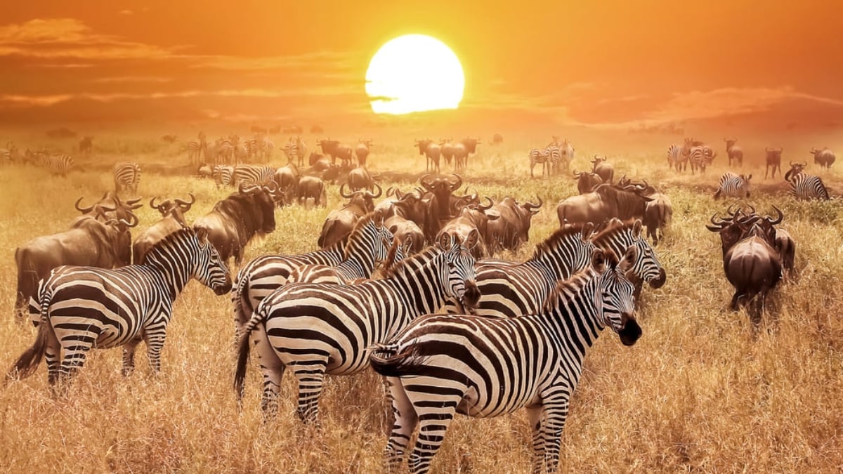 To the Kingdom of Wildlife you’ve dreamed about! Tanzania’s World Heritage Site: Serengeti National Park