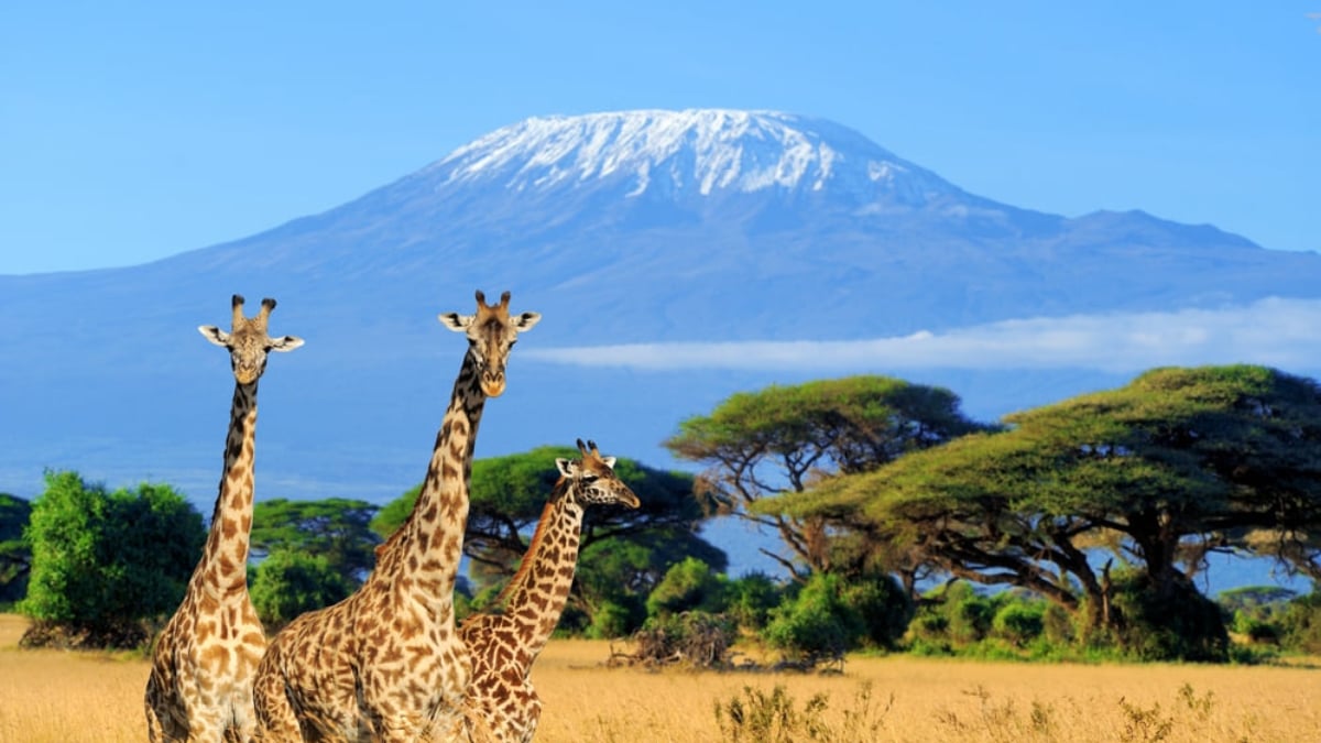 Introducing everything from classic woodcrafts to delicious treats! 5 recommended souvenirs from Kenya