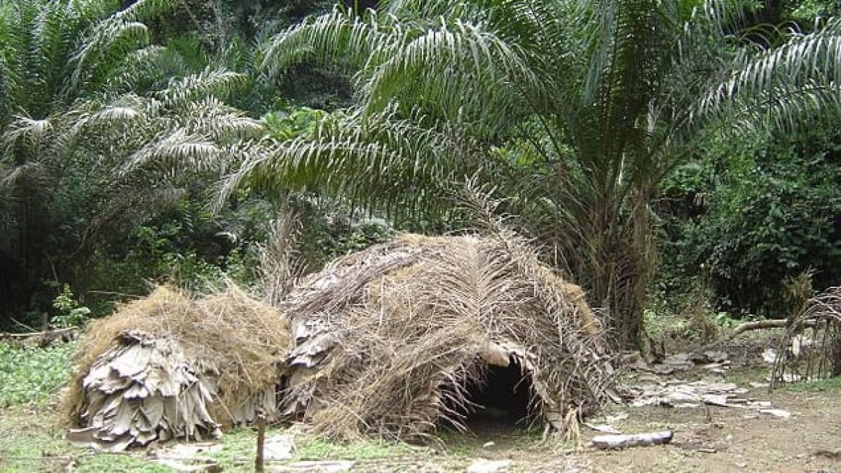 The World Heritage Dzanga-Sangha Protected Area in Cameroon is one of the largest tropical rainforests in Africa!