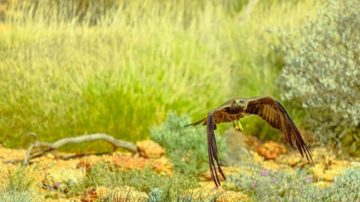 Desert experience at Alice Springs Desert Park. What kind of creatures live in the desert?