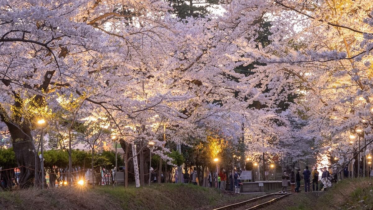 7 Recommended Tourist Spots in Goshogawara! Stroll Through the Town Where Osamu Dazai Grew Up!
